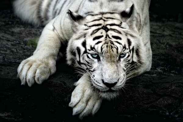 Tigre blanc sur terre noire