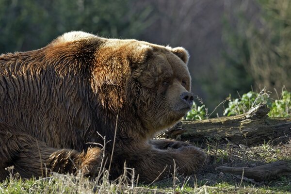 Enorme hermoso oso en la naturaleza