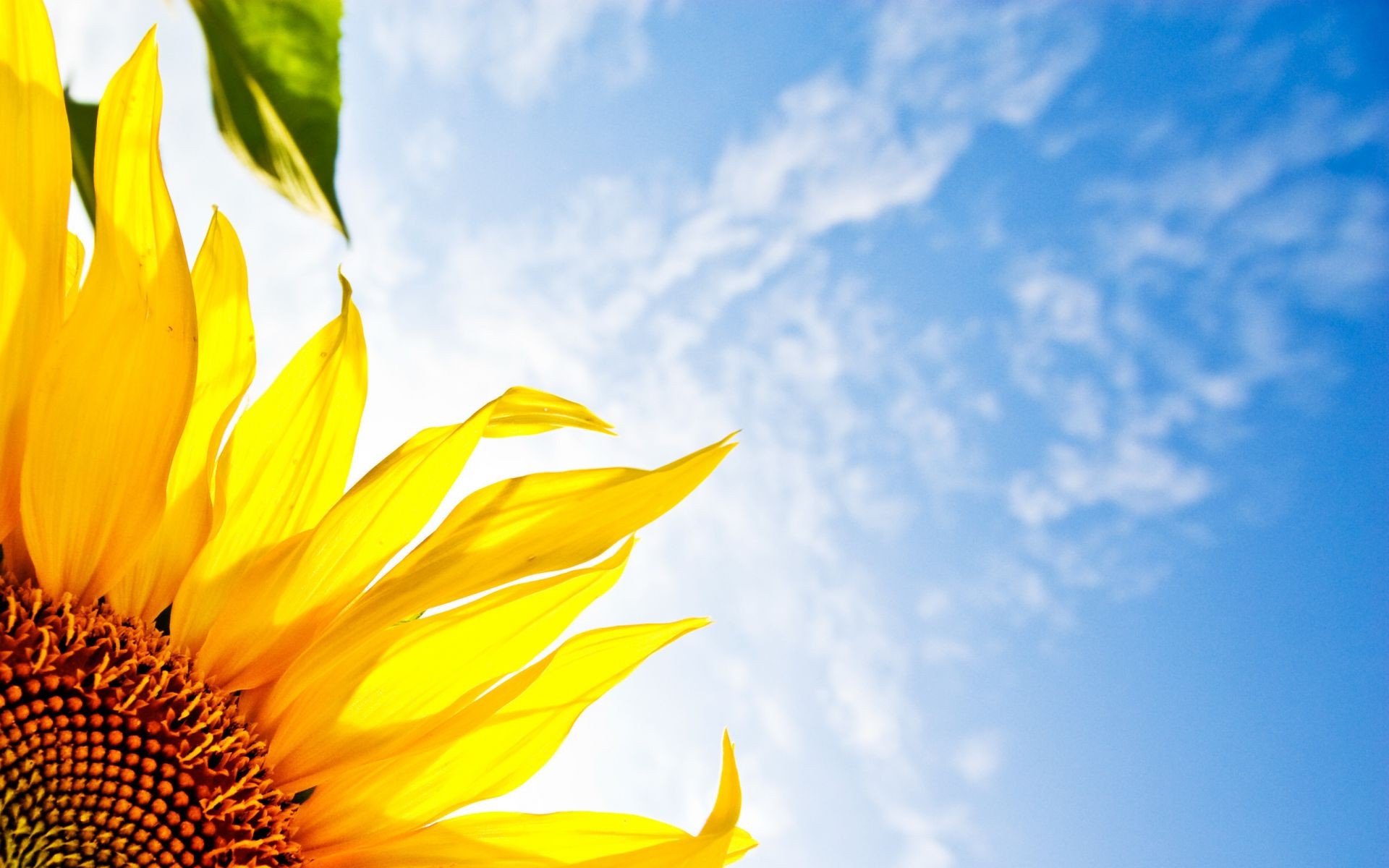 sunflowers nature fair weather summer bright sun leaf growth outdoors flora flower