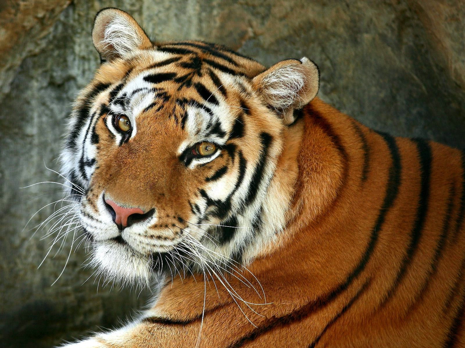 tiger tiger katze säugetier tierwelt zoo tier streifen raubtier dschungel jäger kopf porträt suchen wild fleischesser groß safari pelz sibirisch