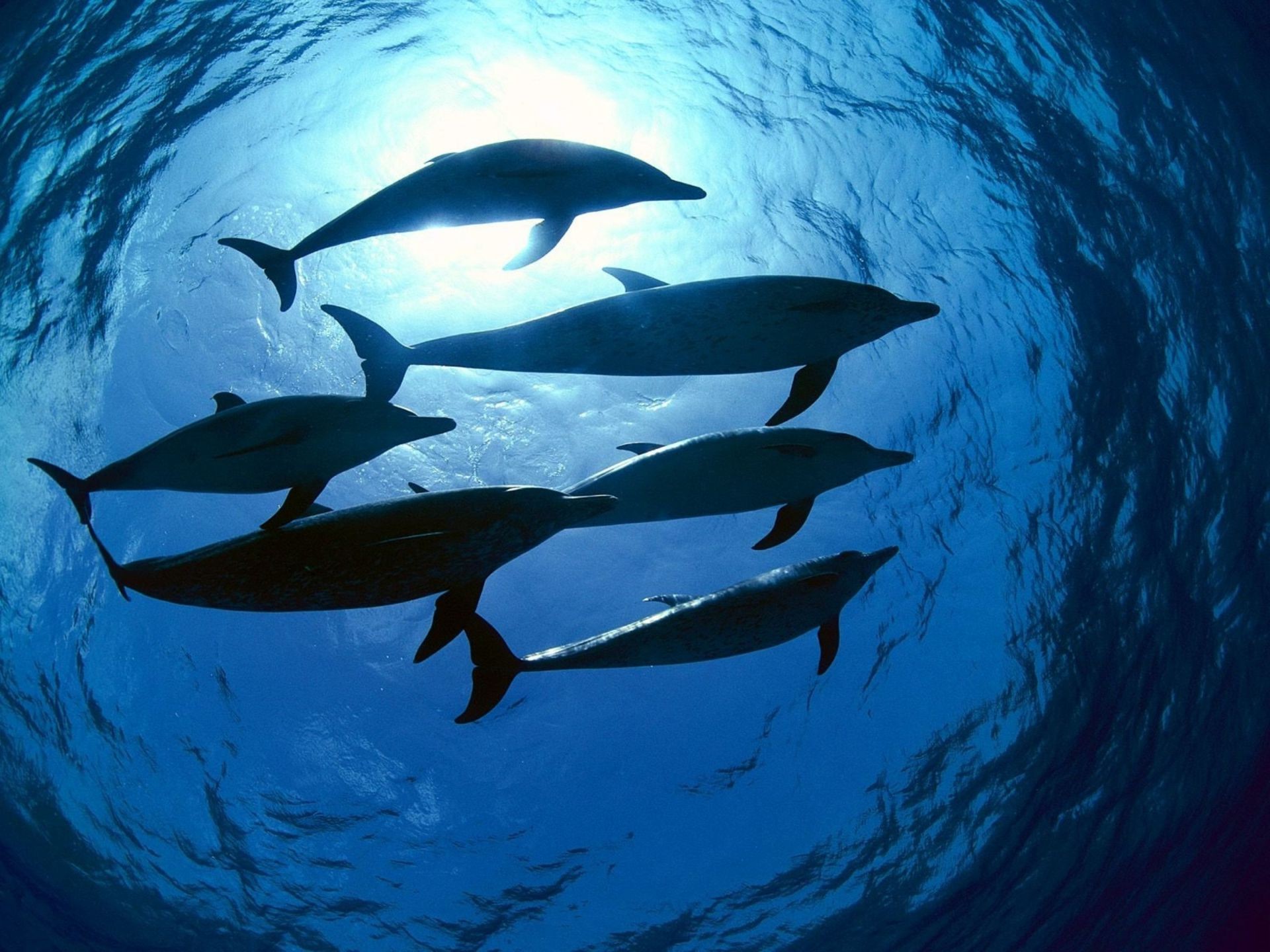 delfín submarino soplador de aire peces agua natación océano ballena vida silvestre acuario tiburón buceo mar aleta deportes acuáticos