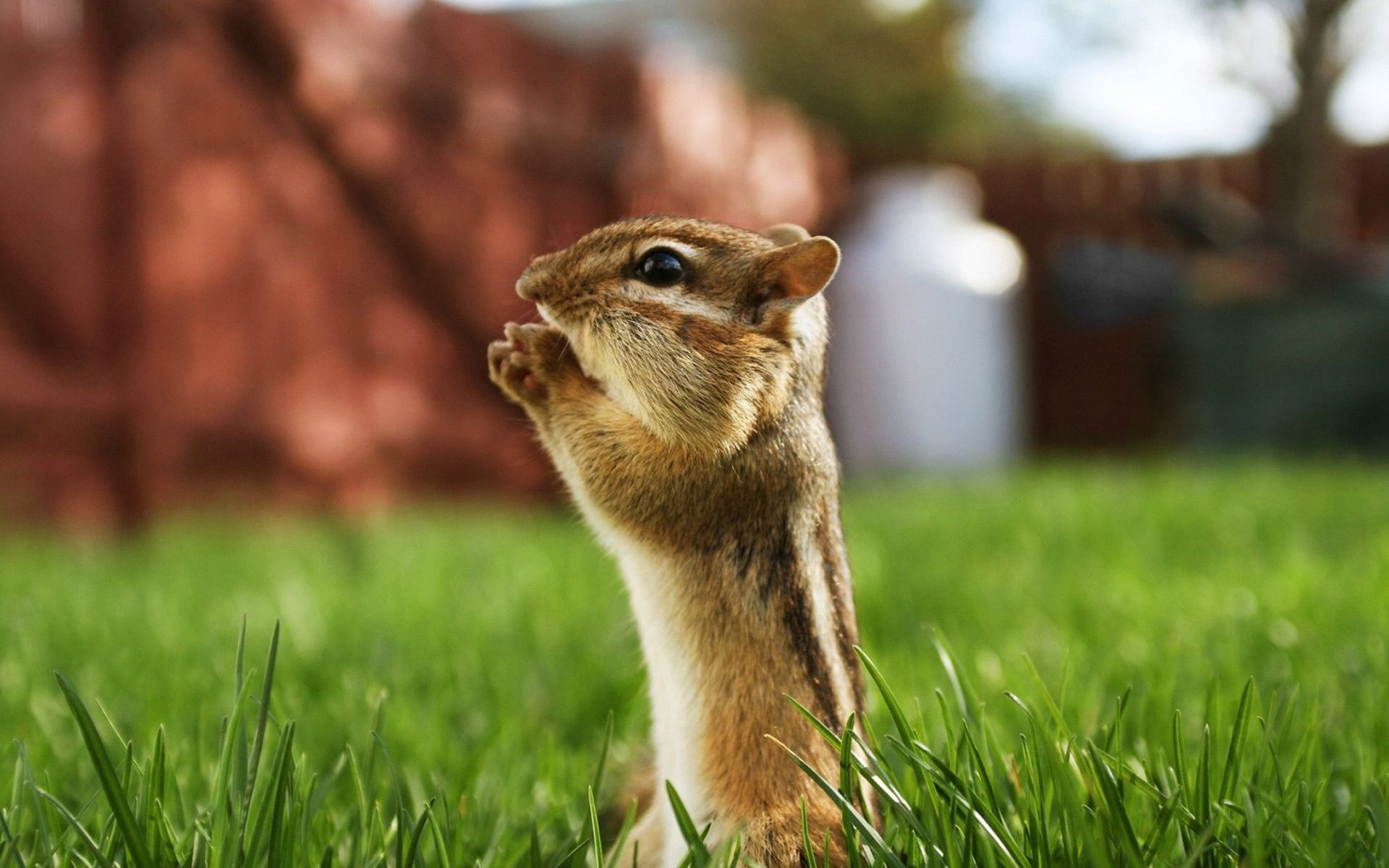 animals grass nature mammal squirrel rodent wildlife outdoors little cute animal fur chipmunk