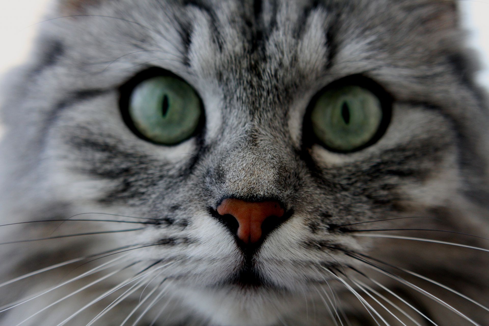 katze fell auge porträt niedlich kopf schnurrbart tier grau katze inländische haar jung säugetier anzeigen haustier nase natur suchen gesicht flaumig