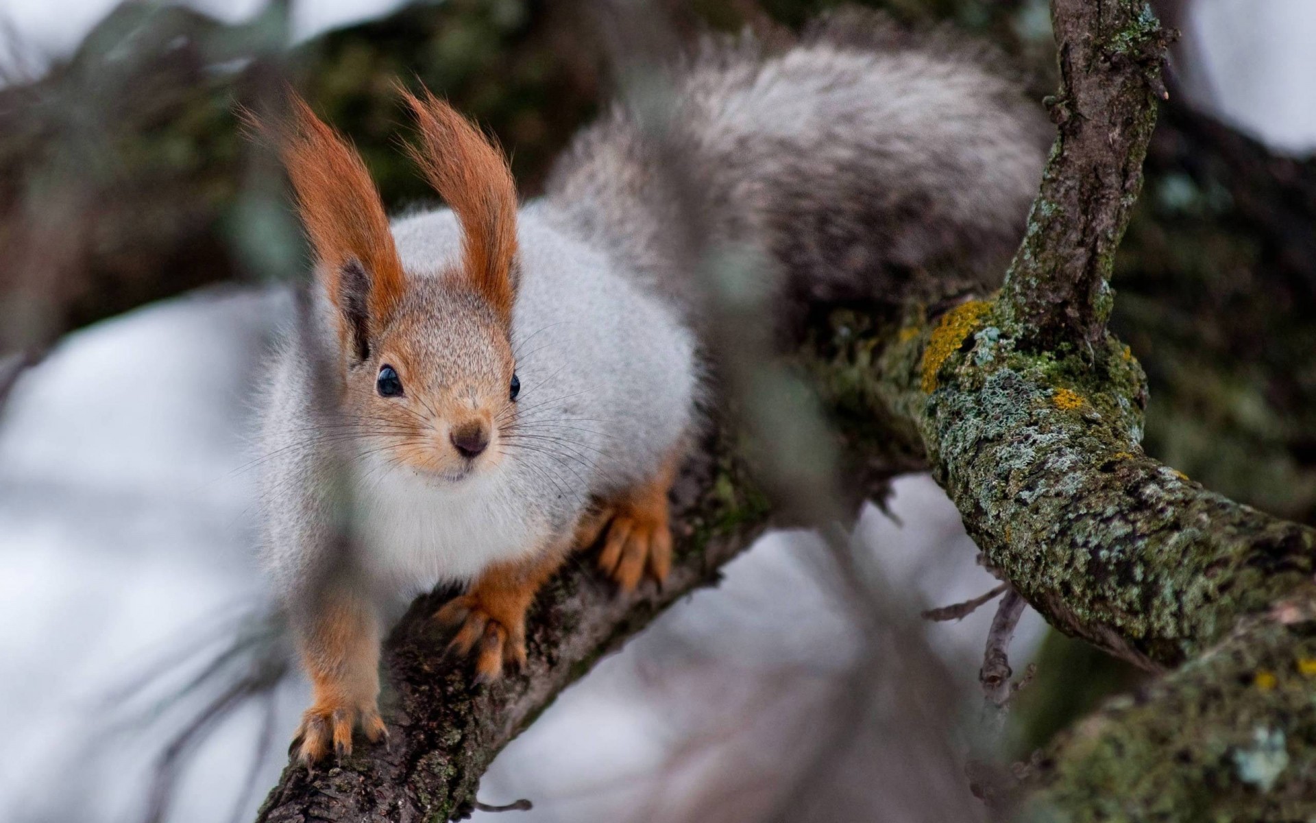 russland eichhörnchen tierwelt natur nagetier säugetier baum niedlich holz tier im freien wenig wild fell mutter flaumig