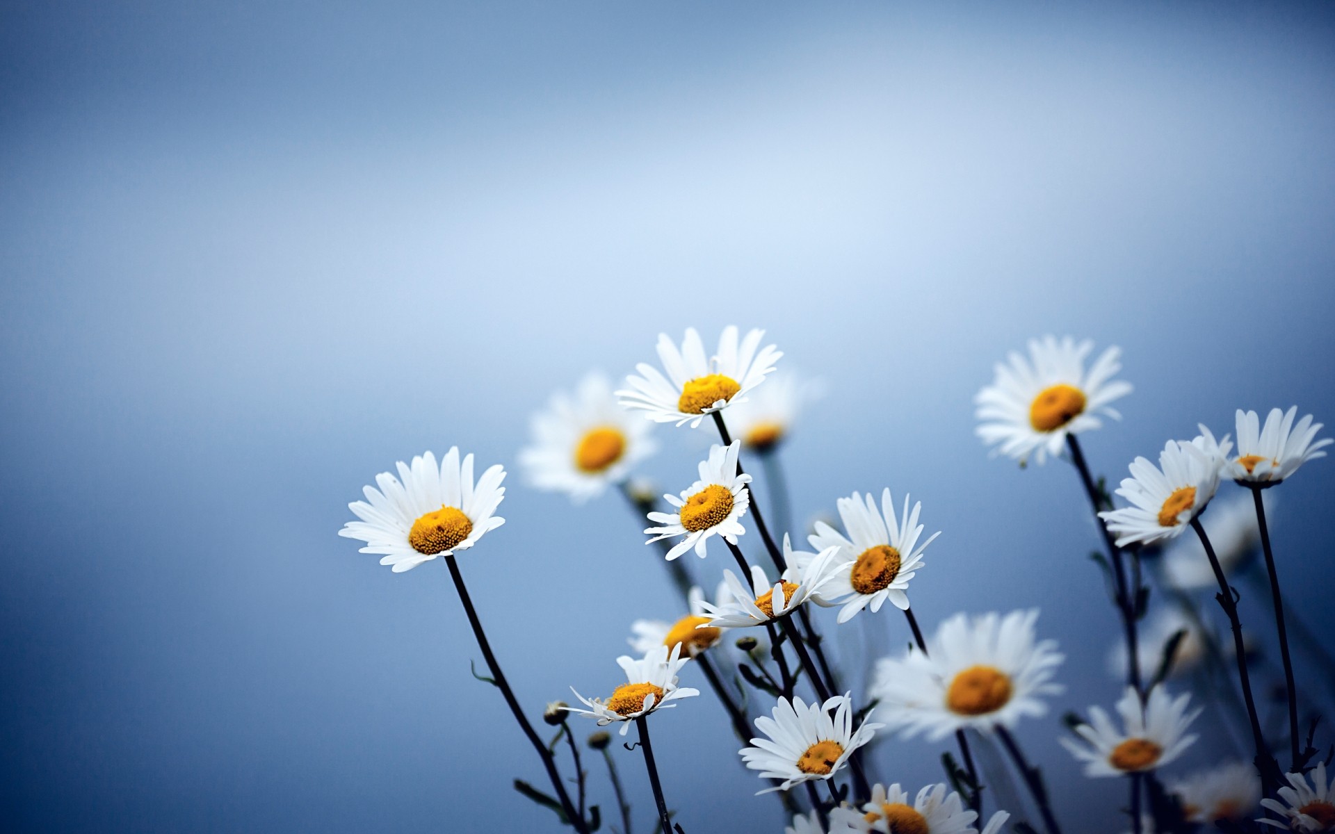 blumen natur blume gänseblümchen sommer sonne gutes wetter flora hell wachstum feld heuhaufen farbe im freien führen