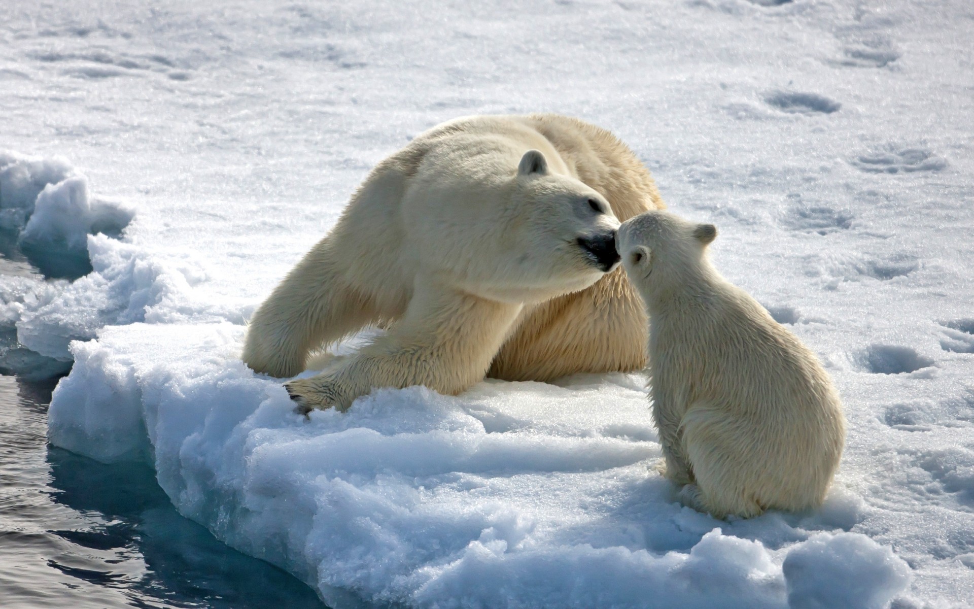 animals frosty snow winter ice cold polar mammal outdoors nature frozen wildlife water frost daylight bear cub polar bear