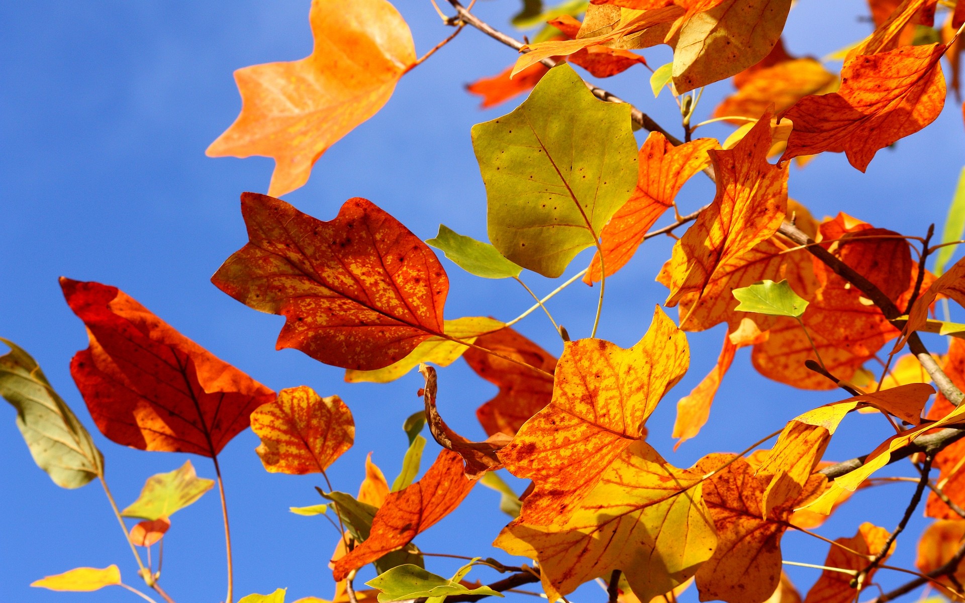 automne feuille automne érable nature lumineux saison flore couleur arbre à l extérieur beau temps branche changement or lumineux bureau feuille d automne feuilles d automne fond