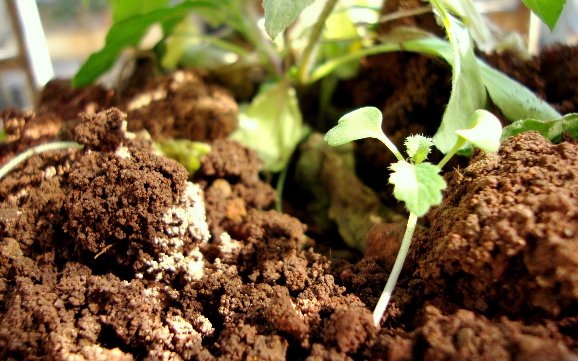 plantas suelo en forma de bola germinar tierra agricultura compost pequeño crecimiento cultivo plántulas medio ambiente hoja amigo flora raíz conservación ecología paisaje