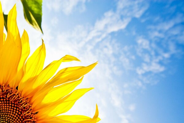 Sunflowers in summer in clear weather