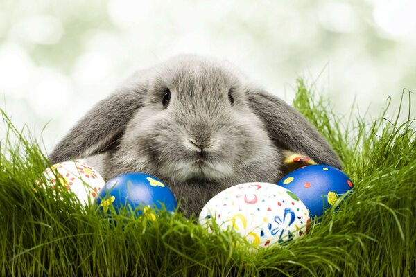 Easter bunny. Easter eggs