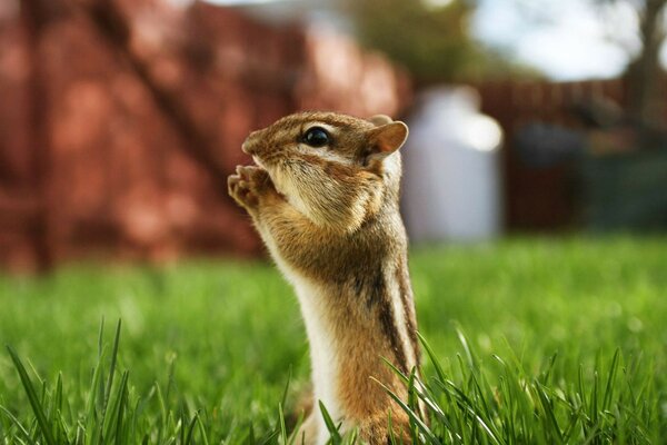 Piccolo Chipmunk su uno sfondo di erba