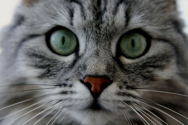 Gato gris rayado con grandes ojos verdes