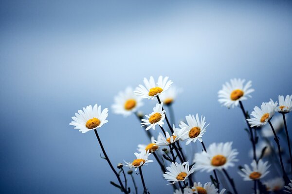 Daisies on a blue background and a stem