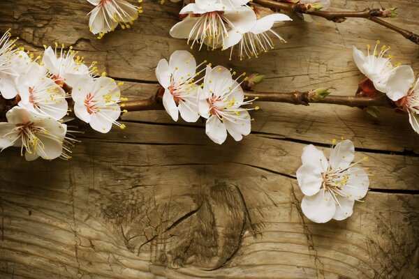 White flowers are lying on a tree