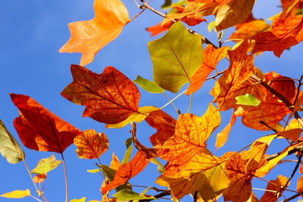 Ein langer Herbst ist in unsere Städte gekommen