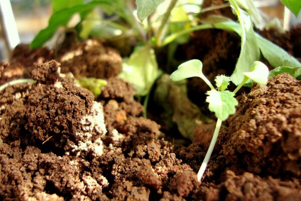 Plants germinate on the soil in the ground