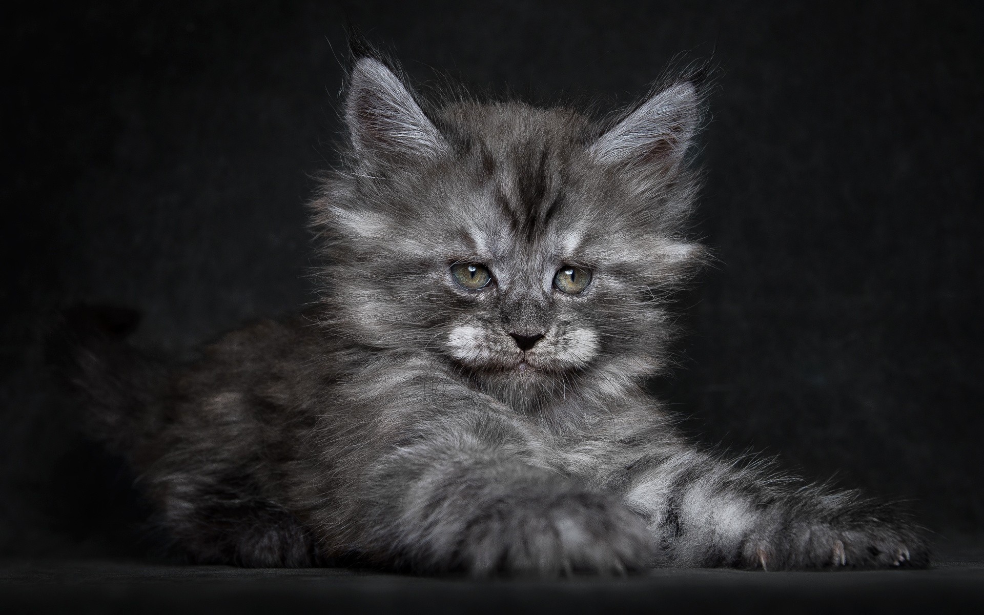 chat chat mammifère animal de compagnie mignon animal chaton portrait domestique gris fourrure oeil aperçu moelleux