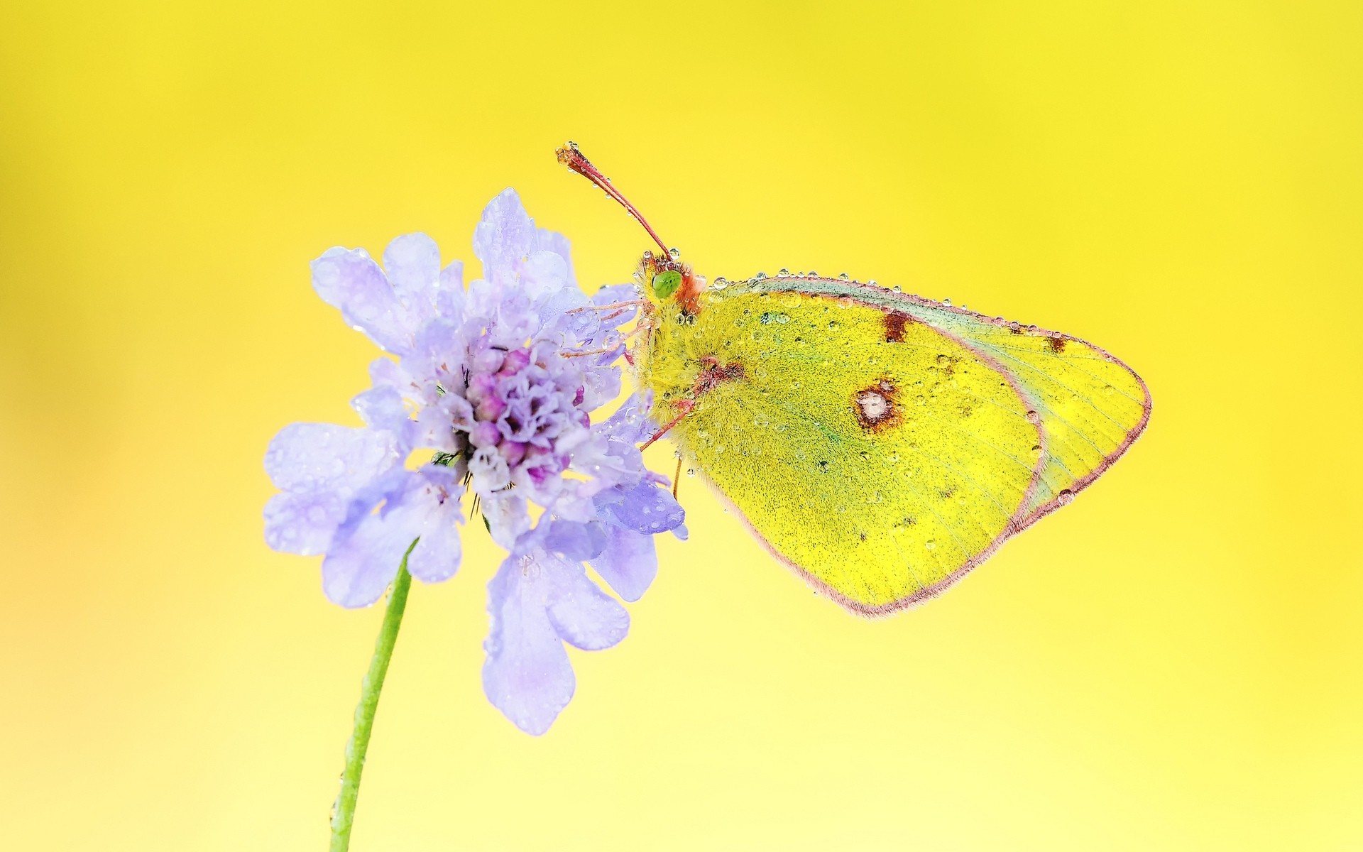 insectos naturaleza flor insecto mariposa color verano flora hoja jardín primer plano hermoso escritorio al aire libre brillante pétalo delicado flor púrpura