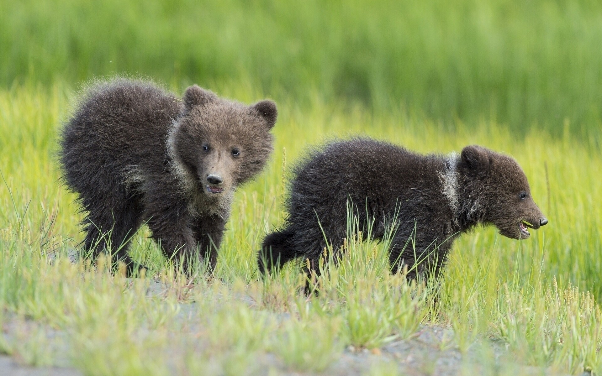 animali mammifero fauna selvatica erba all aperto cucciolo di lupo natura selvaggio animale fieno pelliccia predatore orsi cuccioli di orso