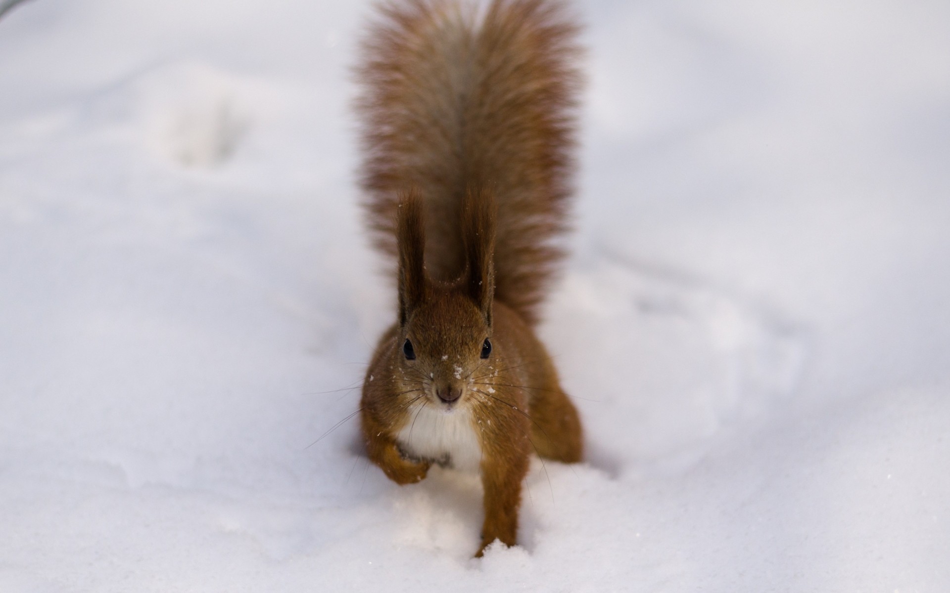 animali inverno neve freddo mammifero roditore uno gelo legno all aperto giù fauna selvatica natura pelliccia natale fluffy scoiattolo