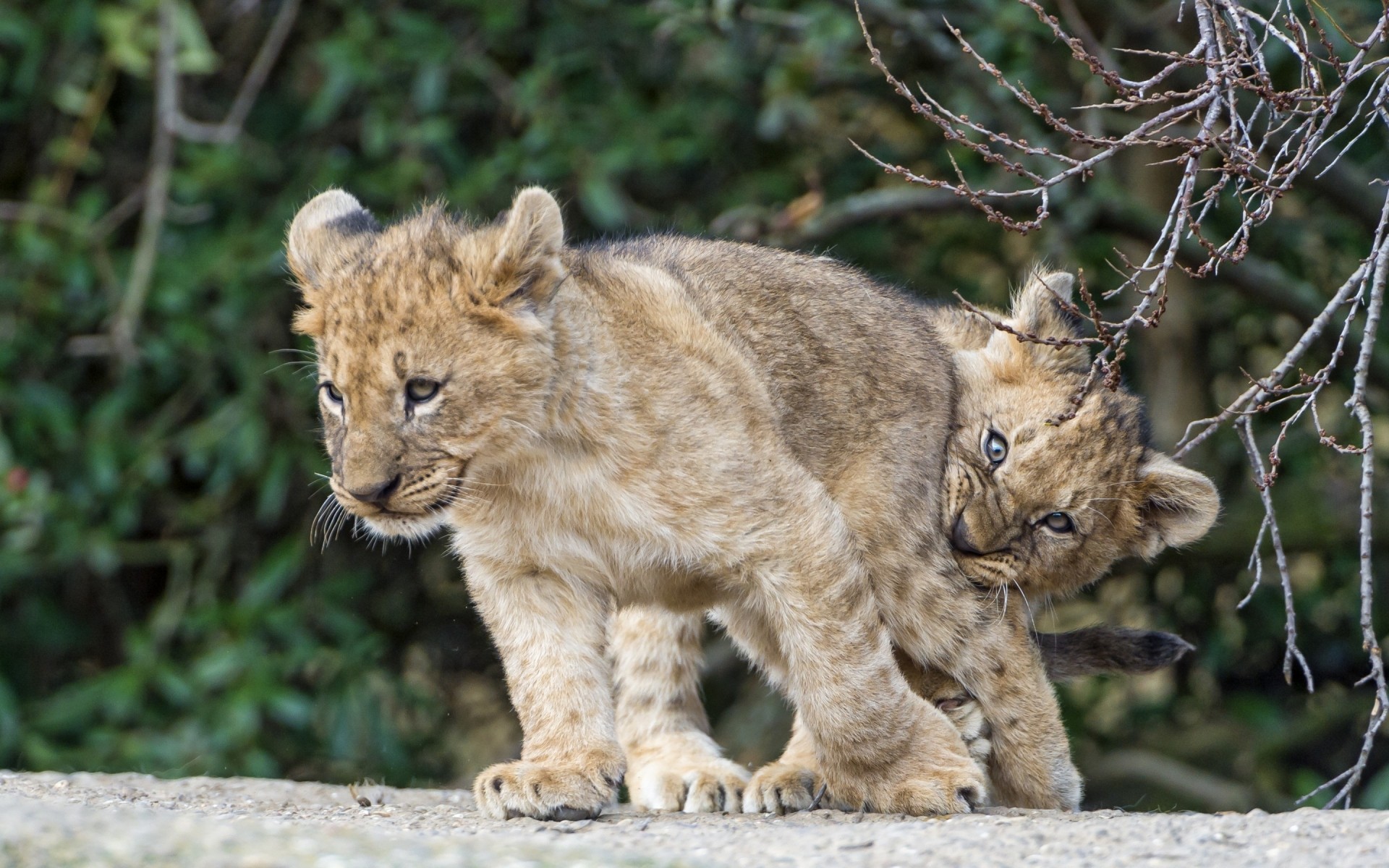 zwierzęta kot dzika przyroda ssak drapieżnik mięsożerca natura zwierzę dziki lew myśliwy zoo duży wilk futro safari zagrożony niebezpieczeństwo ryś misie koty