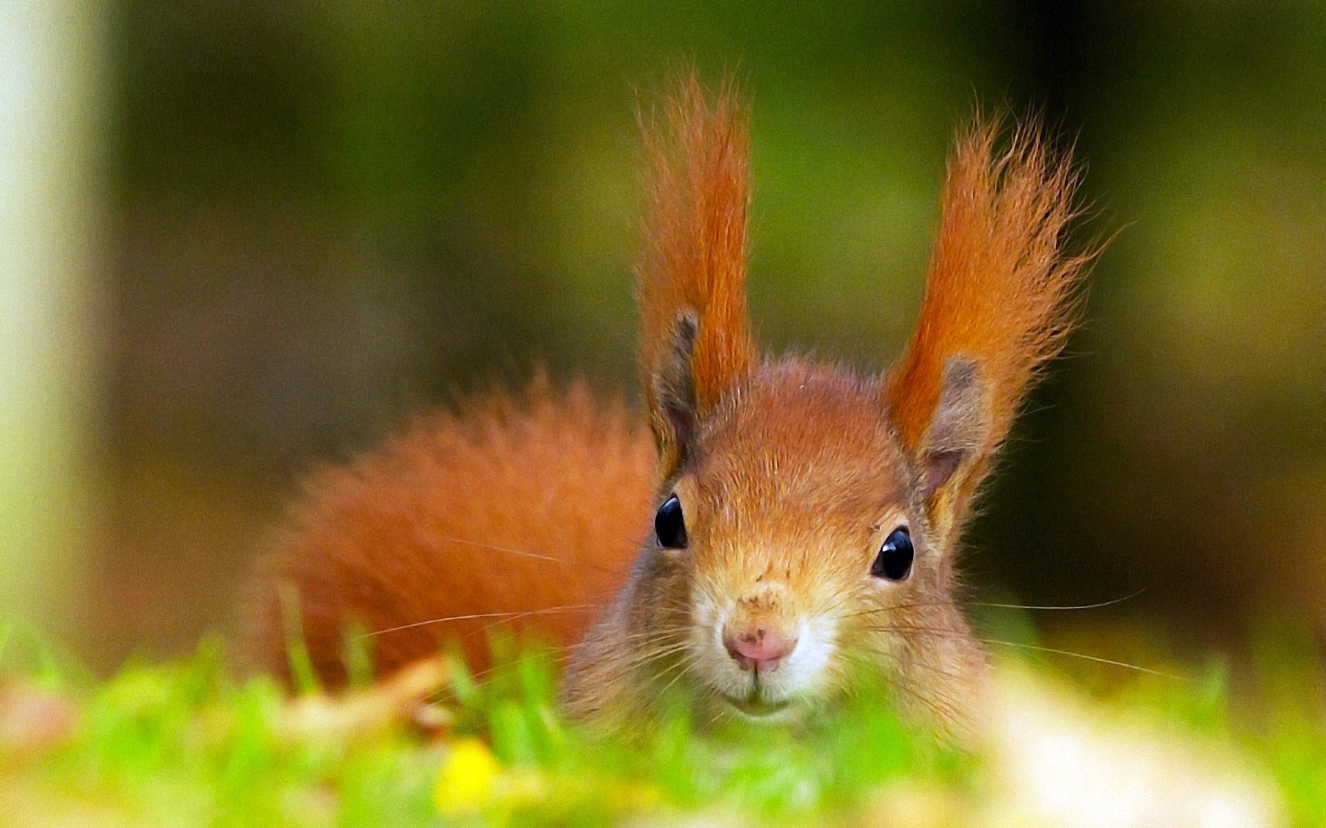 animals nature wildlife mammal cute animal rodent squirrel outdoors fur little wild grass