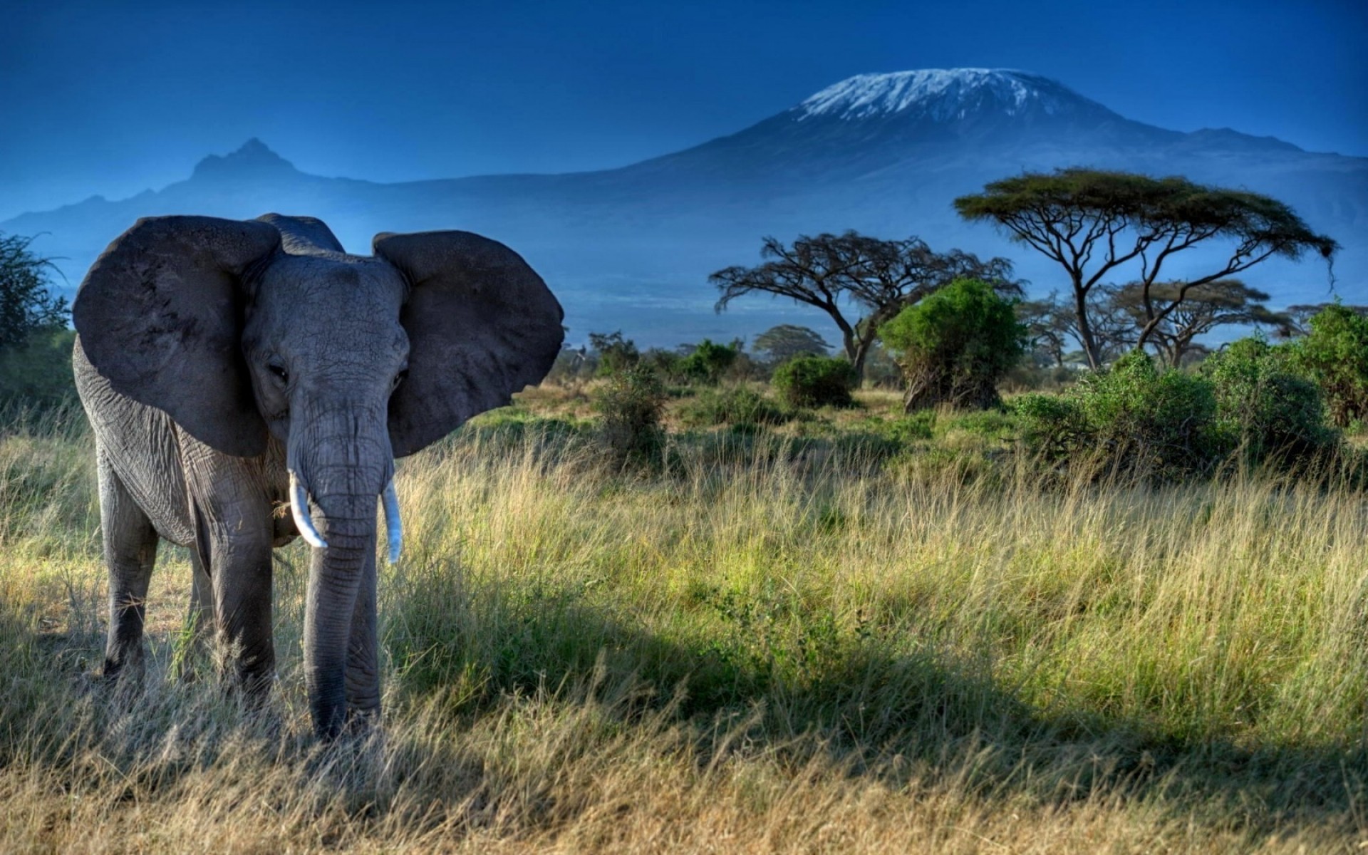 animales naturaleza paisaje hierba viajes cielo sabana puesta de sol árbol safari al aire libre vida silvestre pastizales elefante áfrica árboles