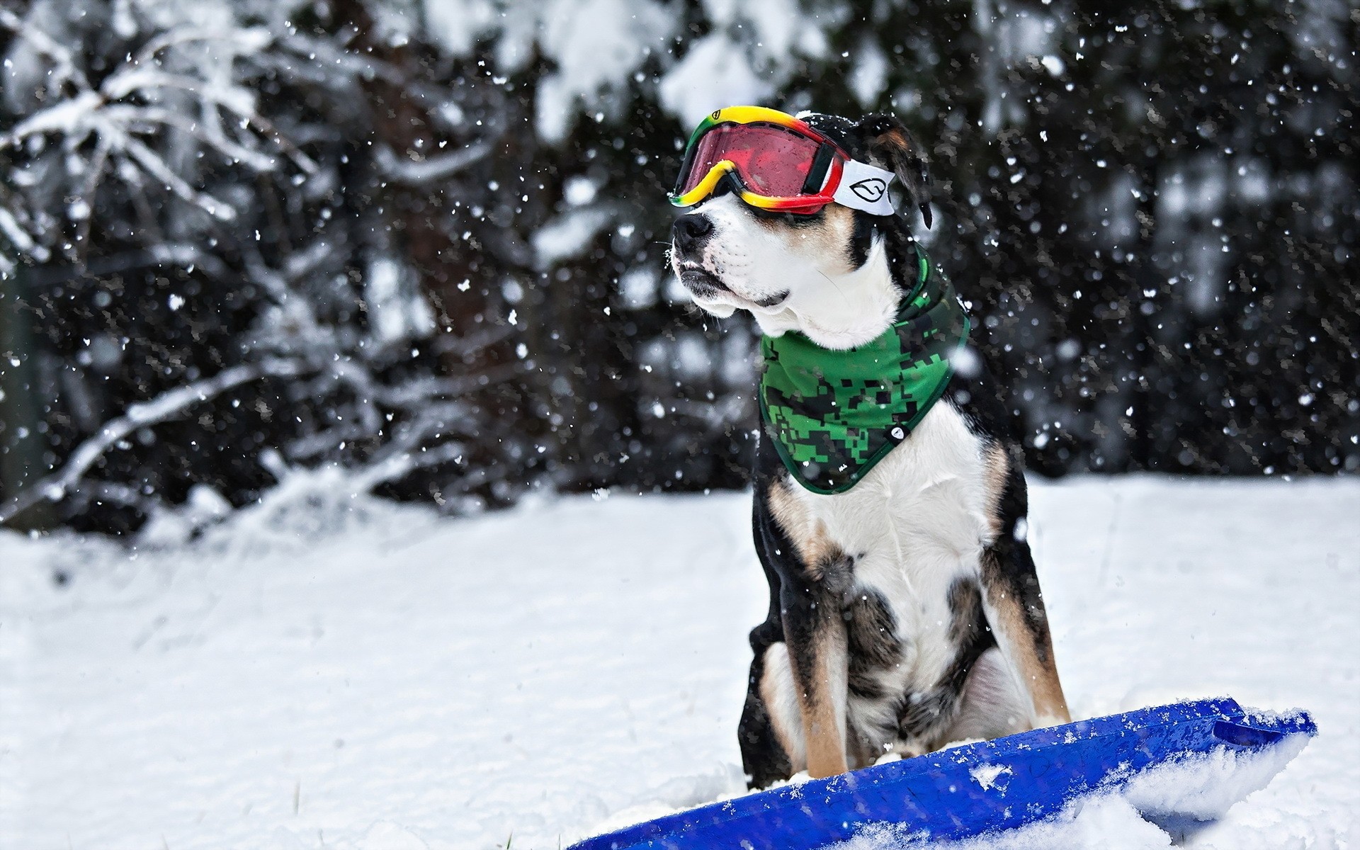 cani neve inverno freddo natale ghiaccio all aperto divertimento natura stagione concorso cane