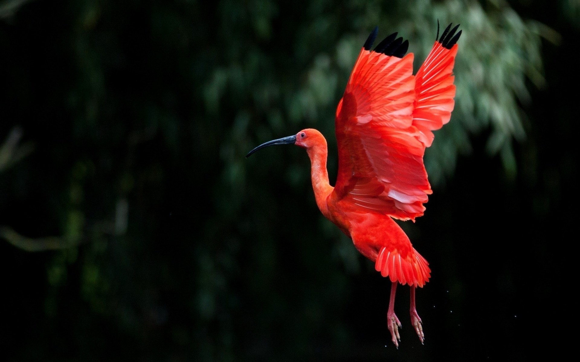 flamingo oiseau la faune la nature à l extérieur plume tropical animal sauvage exotique ibis ibis rouge vol ailes