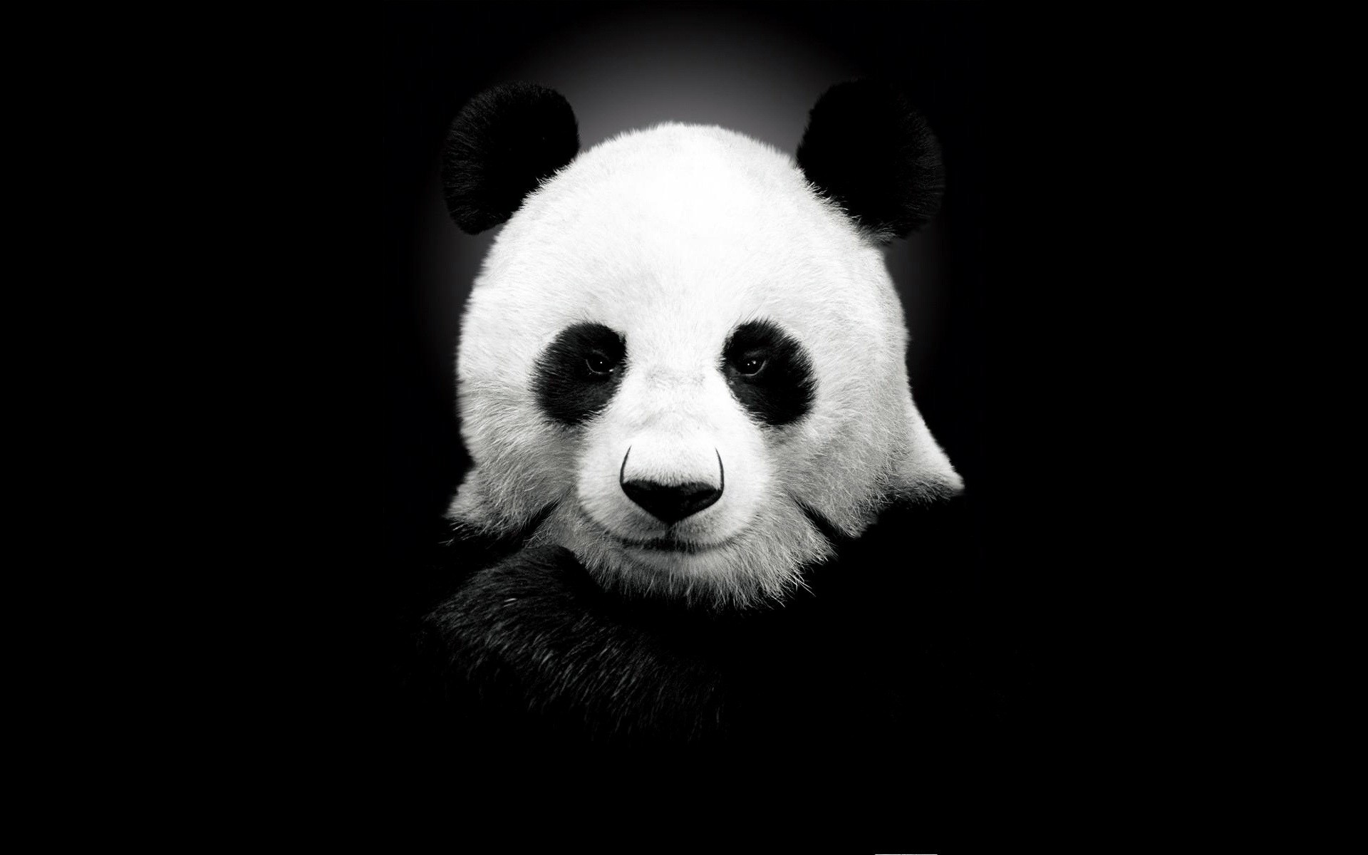 animaux mammifère animal portrait faune mignon panda ours