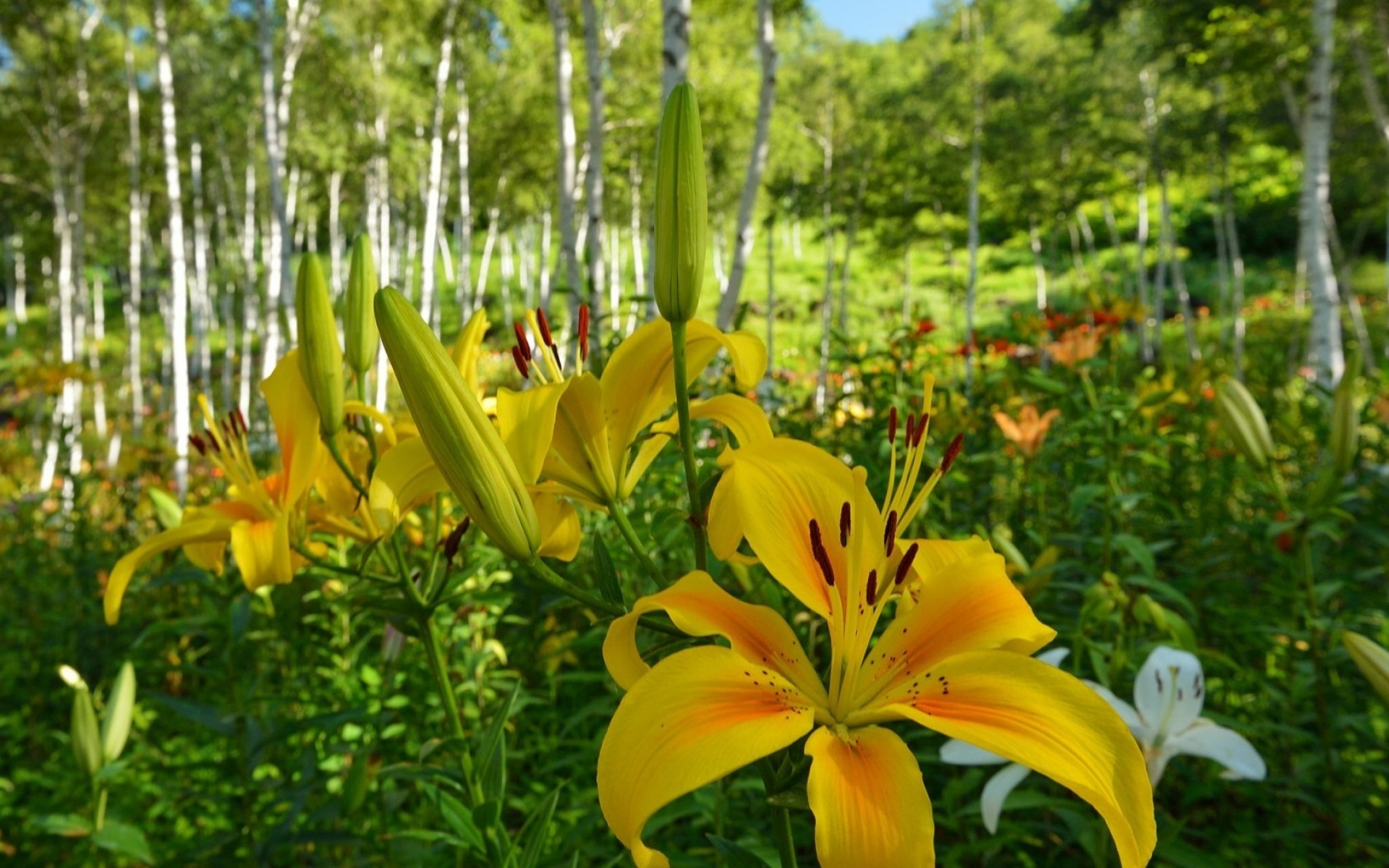 fleurs nature flore feuille fleur jardin été croissance à l extérieur lumineux couleur parc lys forêt arbres