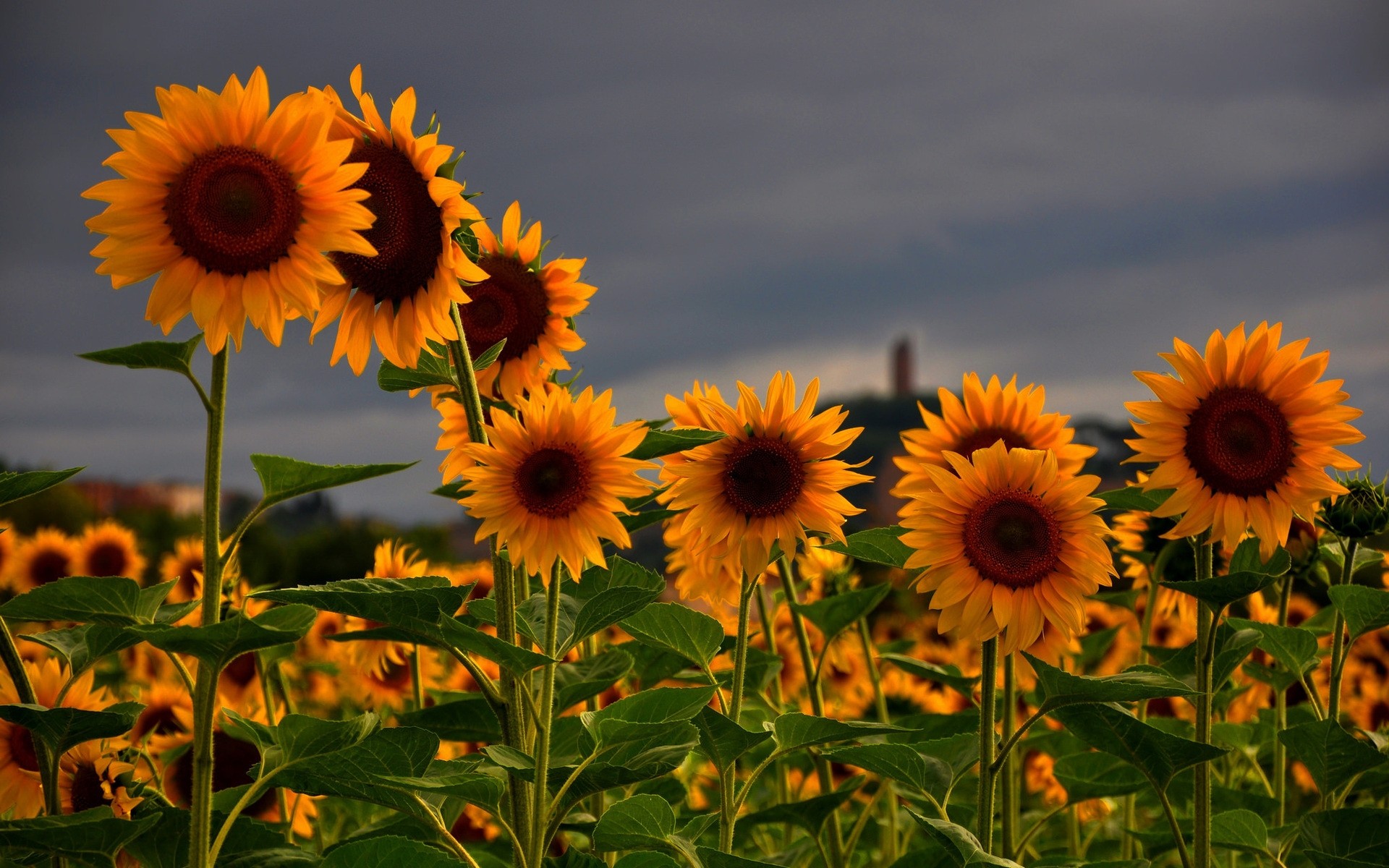 fleurs tournesol nature fleur été flore soleil champ feuille croissance lumineux pétale jardin beau temps floral gros plan belle graines rural couleur