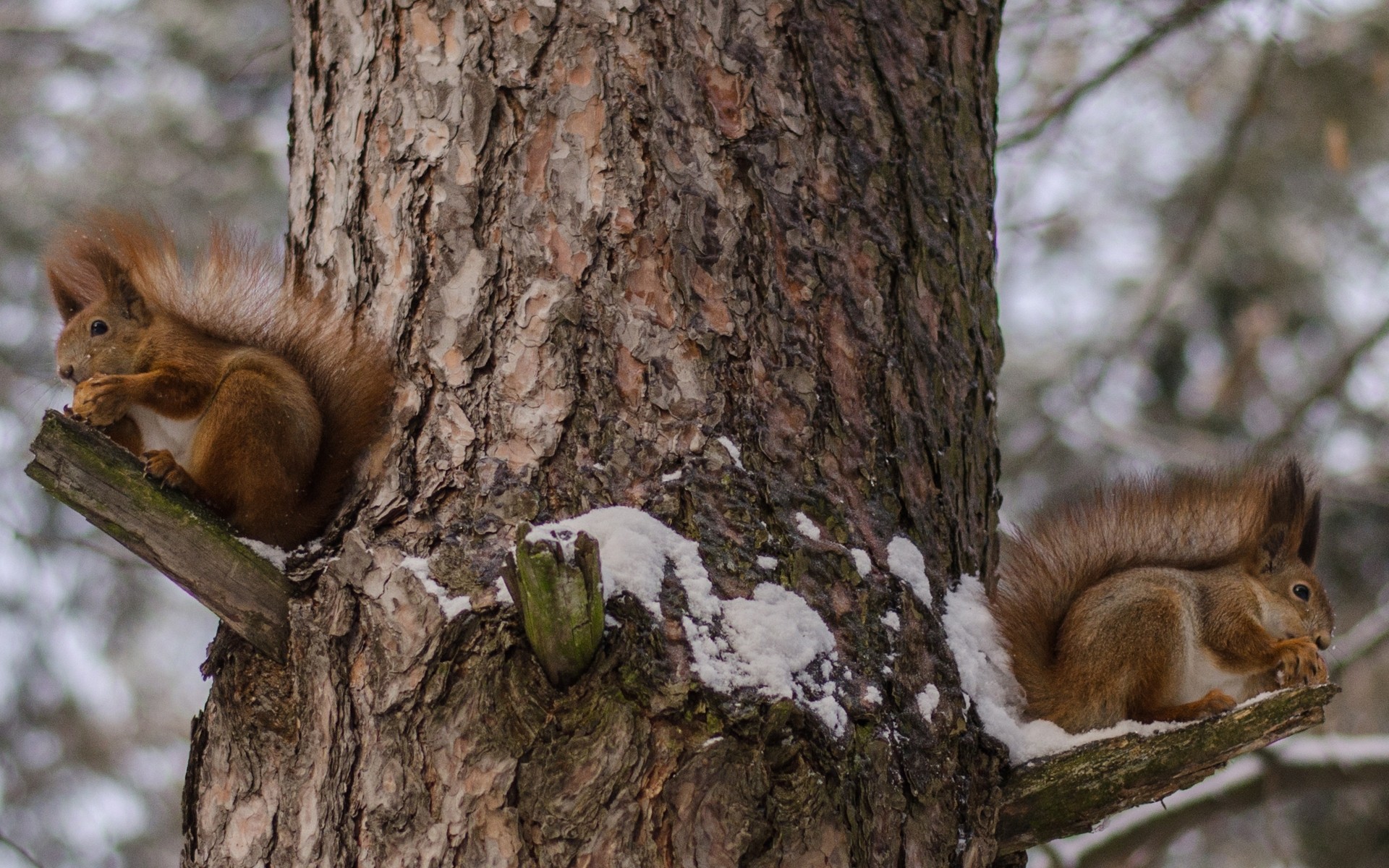 animali scoiattolo roditore mammifero legno legno dado volpe fauna selvatica natura folta scoiattolo carino soffice pelliccia lanuginoso animale coda curioso all aperto scoiattolo neve