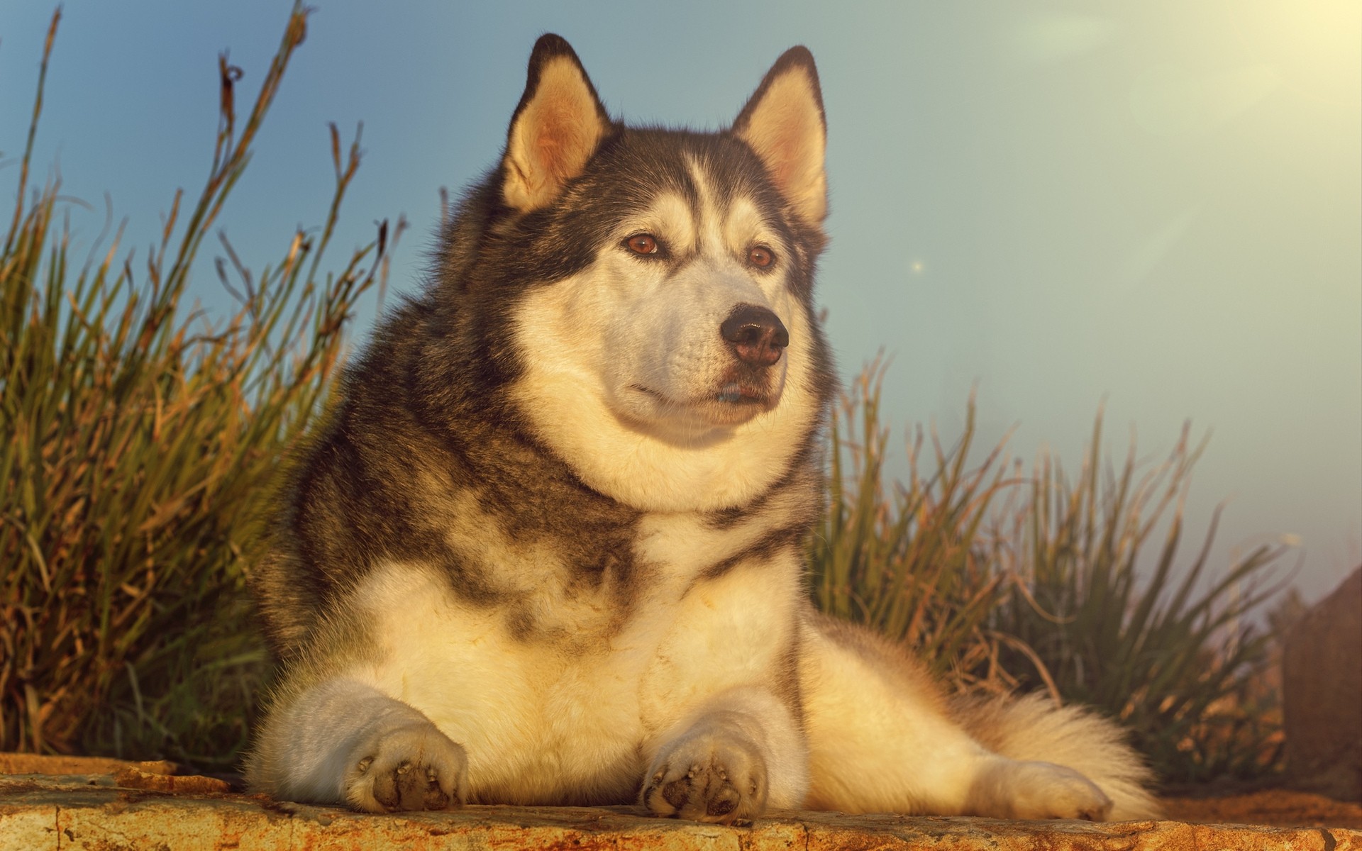 psy pies ssak kynolog portret pet jeden słodkie zwierzę szczeniak husky