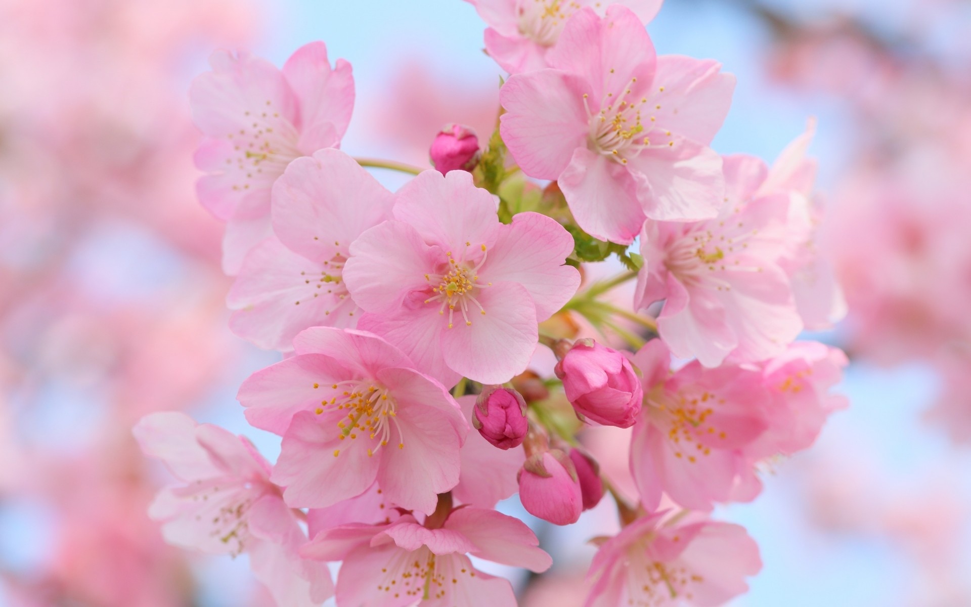 flowers flower cherry nature branch flora garden petal blooming tree leaf floral bud delicate season summer growth springtime bright outdoors pink flowers spring flowers cherry blossom