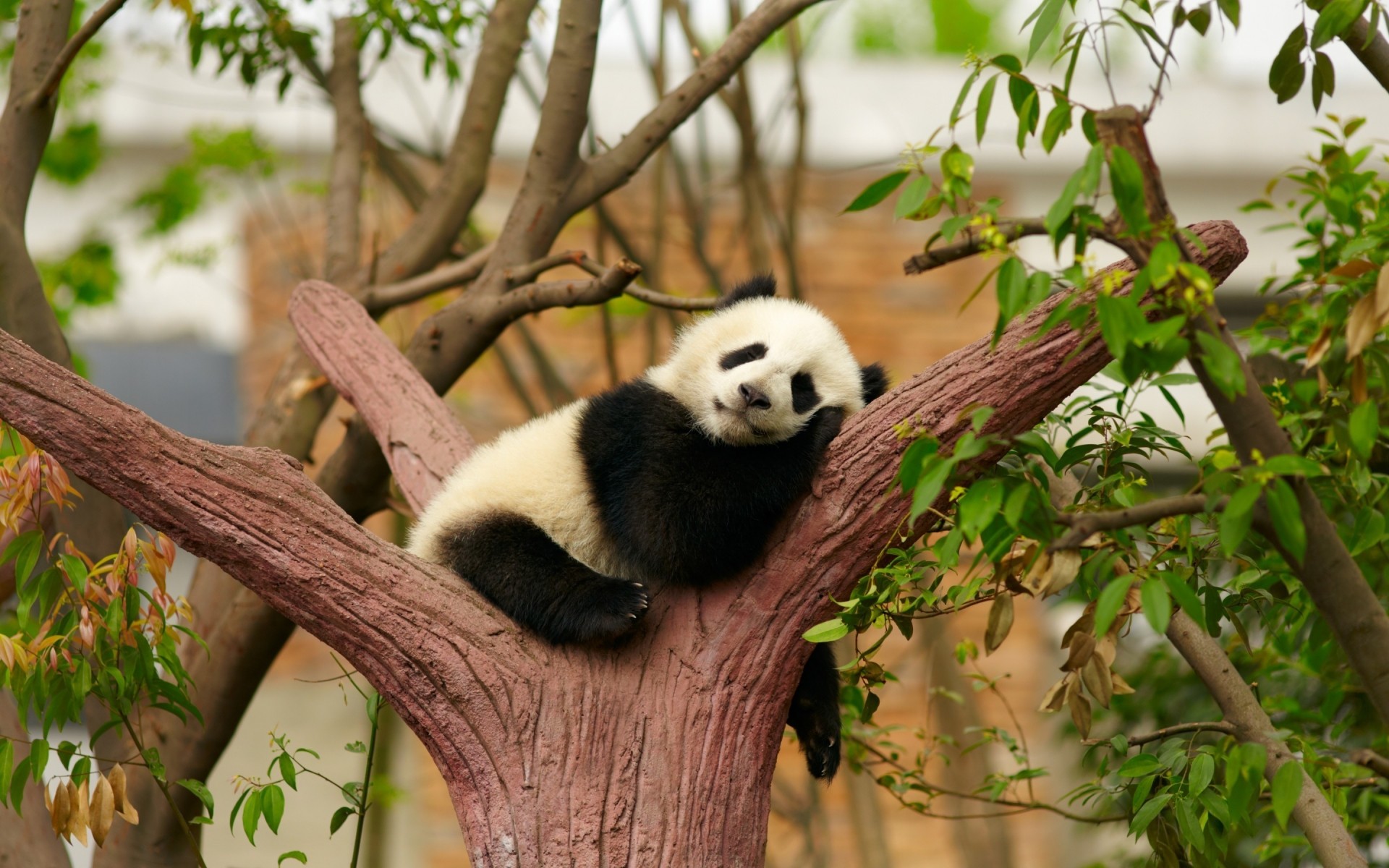 zwierzęta drzewo natura ssak na zewnątrz przyroda drewno liść śliczne panda pojedyncze zoo panda