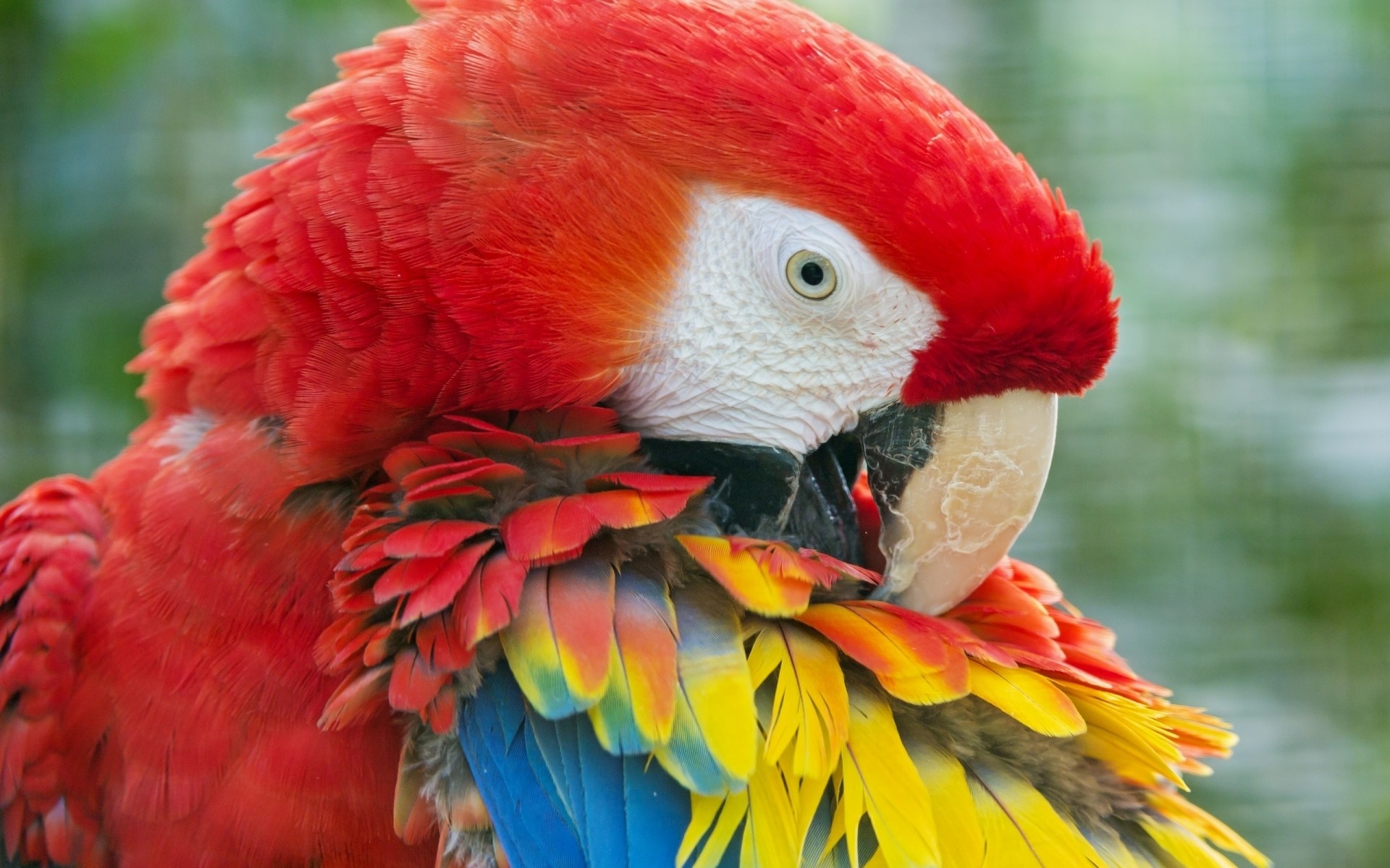 parrot bird nature feather macaw wildlife beak animal tropical bright wild zoo avian exotic red parrot feathers