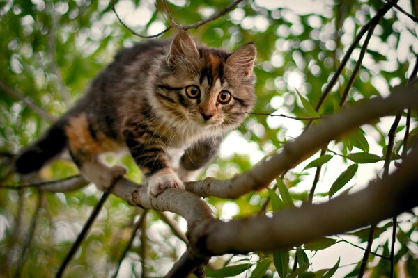 Дикая кошка среди дремучих зарослей леса