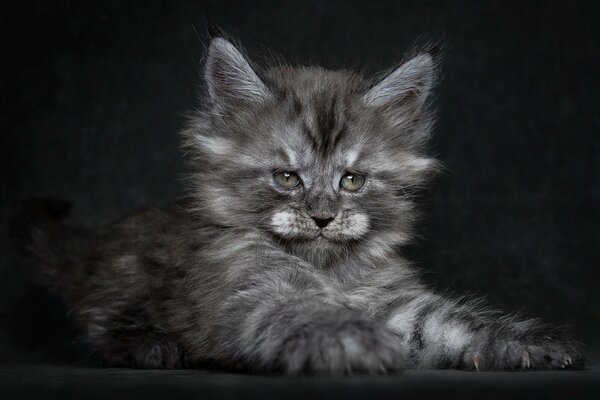 Pelliccia coperto di cenere-dark-hued gatto si trova e osserva