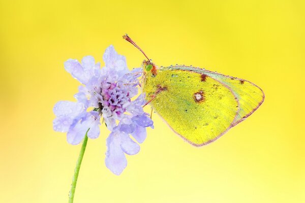 Piękny motyl na kwiatku