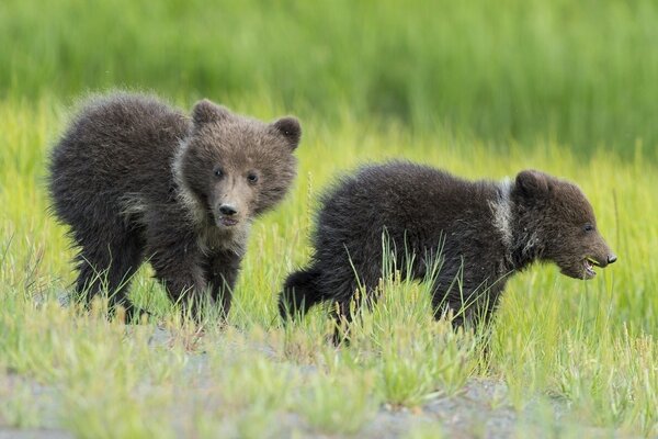 Deux petits ours courent sur le terrain