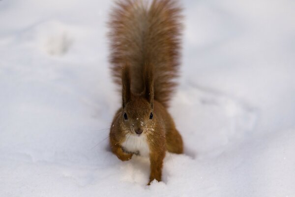 Tiere im Winter im kalten Schnee