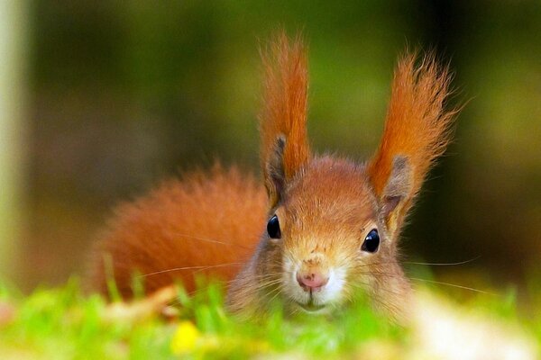 Animaux mignons de la faune