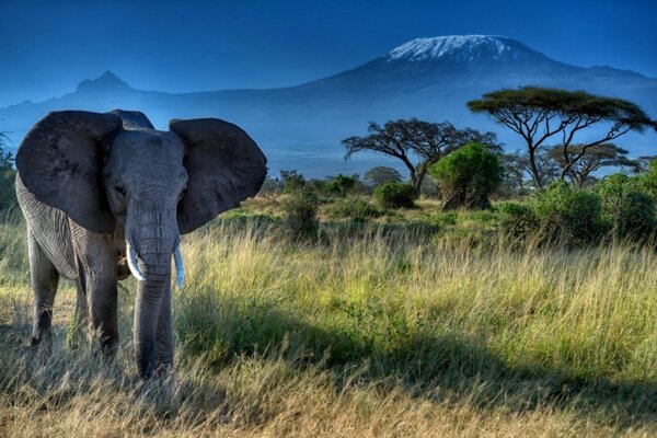 Elefante en el fondo de un hermoso paisaje