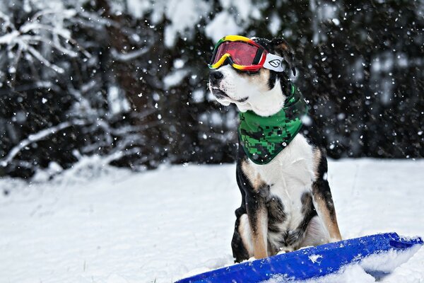 A sporty dog riding a snowboard on a snowy winter day