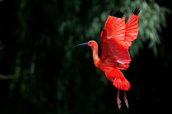 Bright pink flamingo in the wild