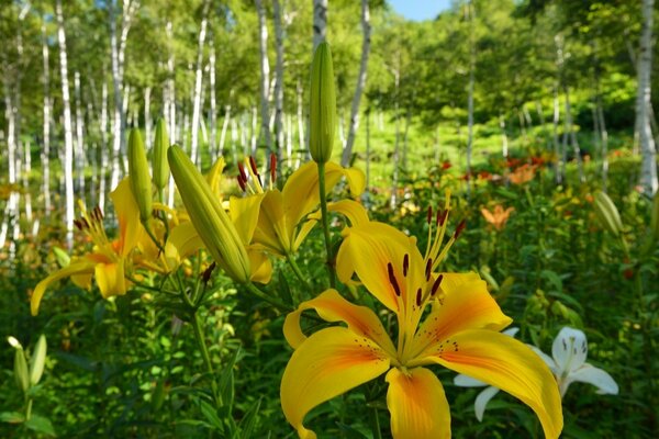 Flora gorgeous lily flowers