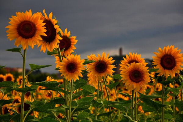 A field of sunflowers against a cloudy sky