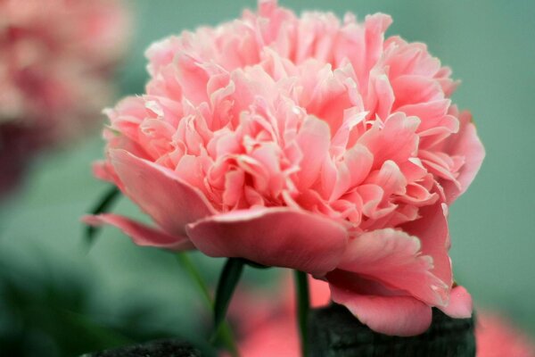 Unusual pink flower on a green background