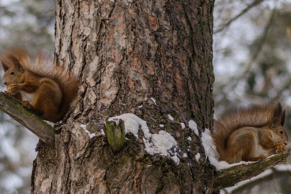 Zwei Eichhörnchen am Baum